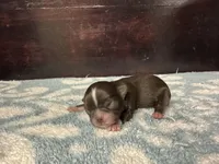 Pending, a female Chihuahua for sale in Enterprise, AL – Photo 5 of 5