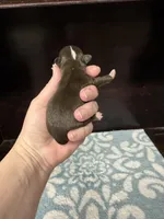 Pending, a female Chihuahua for sale in Enterprise, AL – Photo 4 of 5