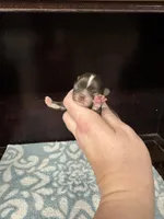 Pending, a female Chihuahua for sale in Enterprise, AL – Photo 2 of 5