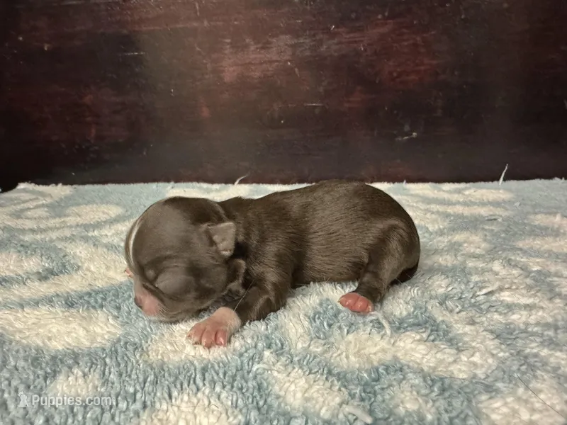 Pending, a female Chihuahua for sale in Enterprise, AL – Photo 1 of 5