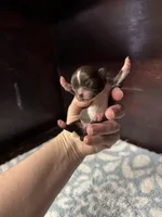 Pending, a female Chihuahua for sale in Enterprise, AL – Photo 3 of 5