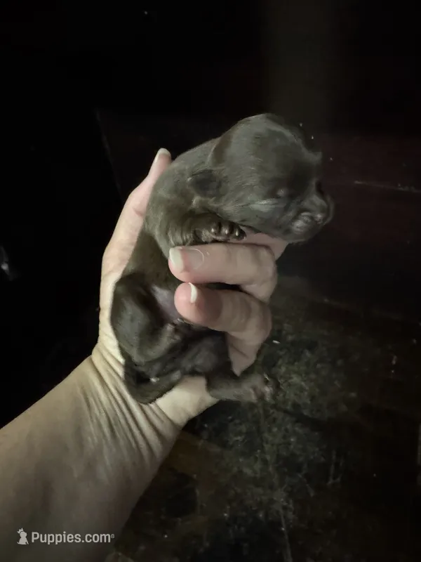 Chocolate boy – Chihuahua puppy for sale in Enterprise, AL