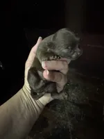Chocolate boy, a male Chihuahua for sale in Enterprise, AL – 1 of 6