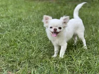 Pettie, a male Chihuahua for sale in Enterprise, AL – 7 of 7
