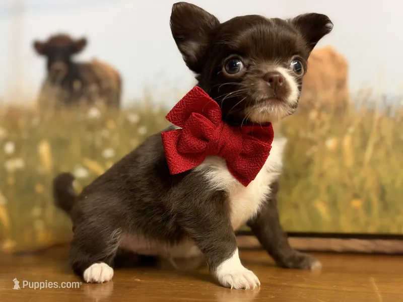 Pumpkin B2 – Chihuahua puppy for sale in Enterprise, AL