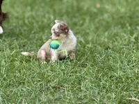 Tiny, a female Chihuahua for sale in Enterprise, AL – 2 of 9