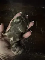 Choc Merle LC , a male Chihuahua for sale in Enterprise, AL – 3 of 5