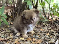 Pending, a male Chihuahua for sale in Enterprise, AL – 3 of 5