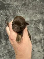 Pending, a male Chihuahua for sale in Enterprise, AL – Photo 1 of 6