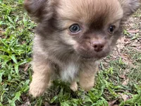 Pending, a male Chihuahua for sale in Enterprise, AL – 2 of 5