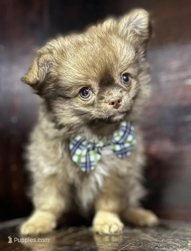 Pending – Chihuahua puppy for sale in Enterprise, AL
