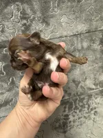 Pending, a male Chihuahua for sale in Enterprise, AL – Photo 3 of 6