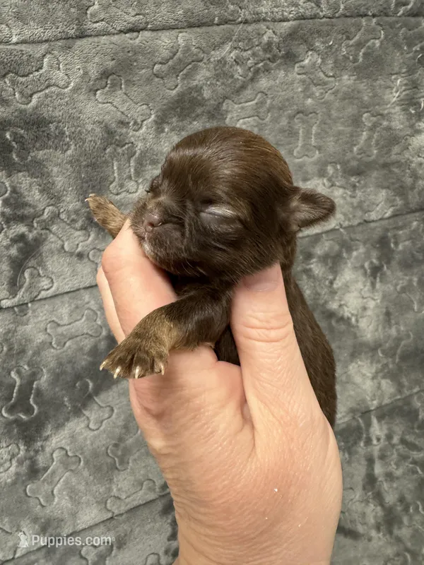 Pending – Chihuahua puppy for sale in Enterprise, AL