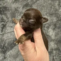 Pending, a male Chihuahua for sale in Enterprise, AL – Photo 1 of 2