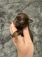 Pending, a male Chihuahua for sale in Enterprise, AL – Photo 2 of 6