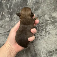 Pending, a male Chihuahua for sale in Enterprise, AL – Photo 2 of 2