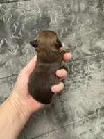 Pending, a male Chihuahua for sale in Enterprise, AL – Photo 6 of 6