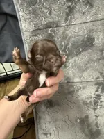 Pending, a male Chihuahua for sale in Enterprise, AL – Photo 5 of 6