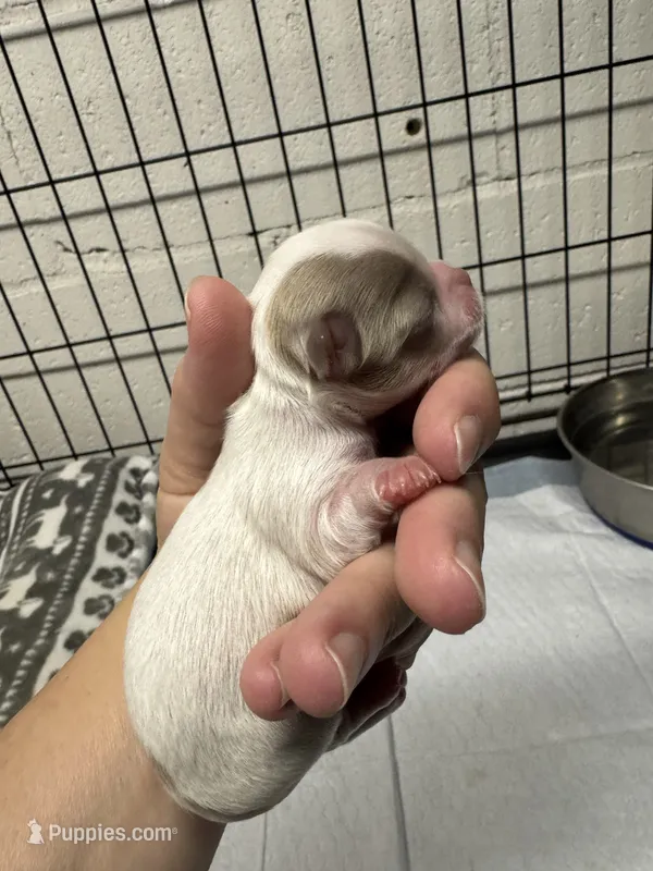 Pettie – Chihuahua puppy for sale in Enterprise, AL
