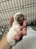 Pettie, a male Chihuahua for sale in Enterprise, AL – 1 of 7
