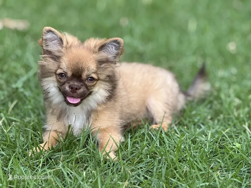 Fluffy – Chihuahua puppy for sale in Enterprise, AL