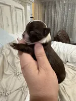 Pumpkin B2, a male Chihuahua for sale in Enterprise, AL – 2 of 5