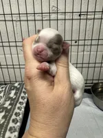 Pettie, a male Chihuahua for sale in Enterprise, AL – 2 of 7