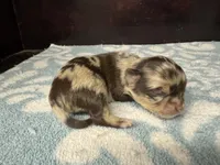 Deposit, a female Chihuahua for sale in Enterprise, AL – Photo 4 of 5