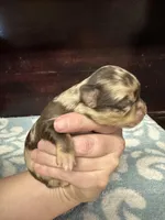 Deposit, a female Chihuahua for sale in Enterprise, AL – Photo 1 of 5