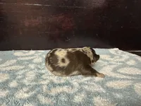 Deposit, a female Chihuahua for sale in Enterprise, AL – Photo 2 of 5