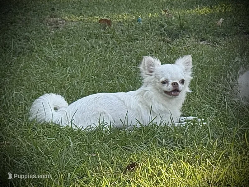 Winter – Chihuahua puppy for sale in Enterprise, AL
