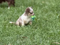 Tiny, a female Chihuahua for sale in Enterprise, AL – 3 of 9