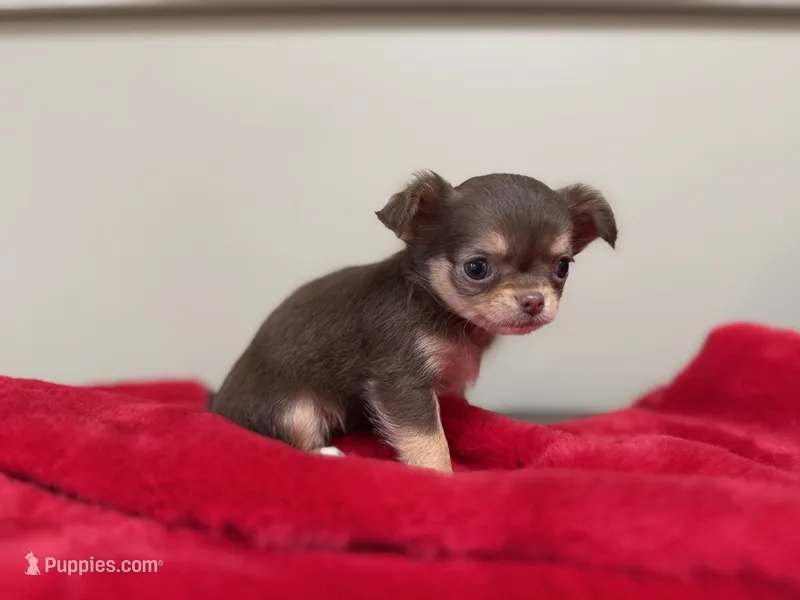 Pippy – Chihuahua puppy for sale in Enterprise, AL