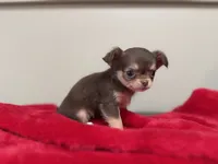 Pippy, a female Chihuahua for sale in Enterprise, AL – 1 of 4