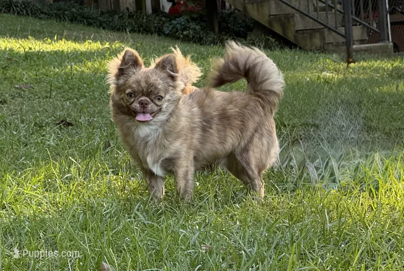 Flin – Chihuahua puppy for sale in Enterprise, AL
