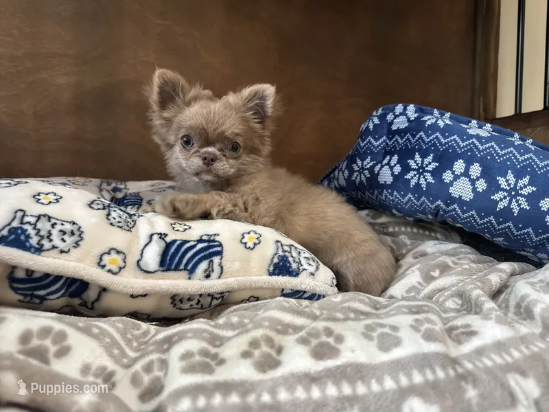 LC brindle – Chihuahua puppy for sale in Enterprise, AL