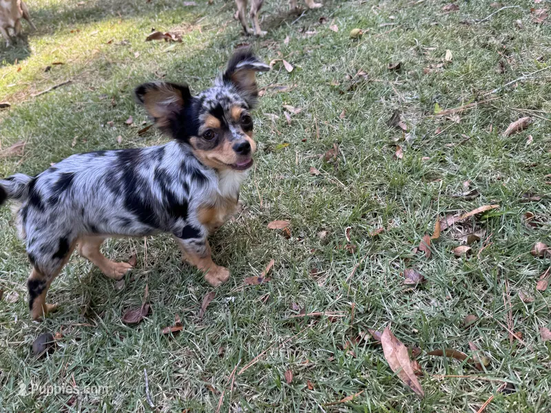 Georgie – Chihuahua puppy for sale in Enterprise, AL