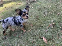 Georgie, a female Chihuahua for sale in Enterprise, AL – 1 of 6