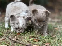 LC brindle, a female Chihuahua for sale in Enterprise, AL – 3 of 6