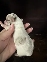 Lilac white, a male Chihuahua for sale in Enterprise, AL – 4 of 7