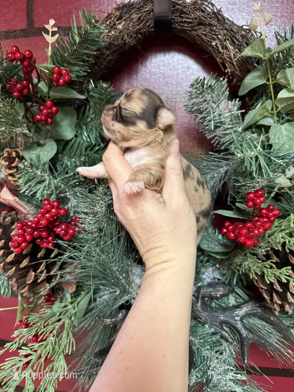 Deposit, a male Chihuahua for sale in Enterprise, AL – Photo 1 of 5