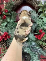 Deposit, a male Chihuahua for sale in Enterprise, AL – Photo 3 of 5