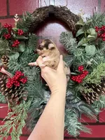 Deposit, a male Chihuahua for sale in Enterprise, AL – Photo 5 of 5