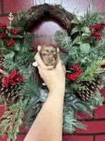 Deposit, a male Chihuahua for sale in Enterprise, AL – Photo 2 of 5