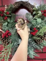 Deposit, a male Chihuahua for sale in Enterprise, AL – Photo 4 of 5