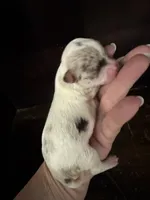 Lilac white, a male Chihuahua for sale in Enterprise, AL – 2 of 7