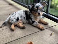 Georgie, a female Chihuahua for sale in Enterprise, AL – 6 of 6