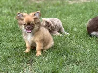 Fluffy, a male Chihuahua for sale in Enterprise, AL – 4 of 9