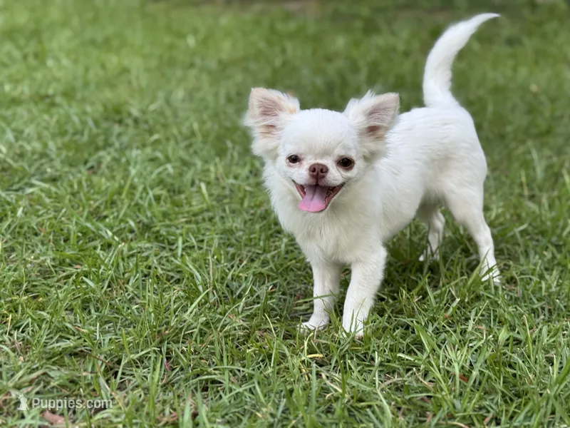 Winter – Chihuahua puppy for sale in Enterprise, AL