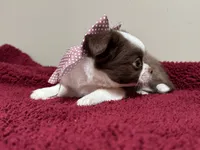 AKC PUD, a female Chihuahua for sale in Enterprise, AL – 4 of 9